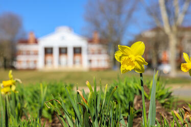Close-up of yellow daffodils blooming on the Darden School of Business lawn, with the Darden building blurred in the background.